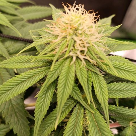 Anubis growlog timeline photo