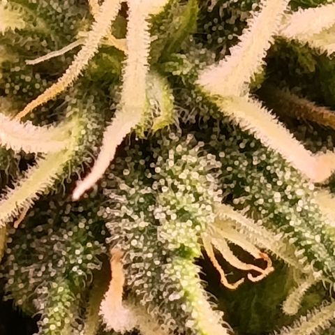 Anubis growlog timeline photo