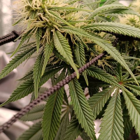 Anubis growlog timeline photo