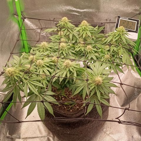 Anubis growlog timeline photo