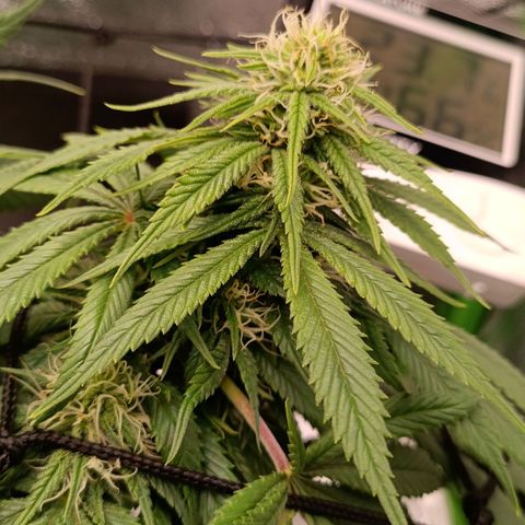 Anubis growlog timeline photo