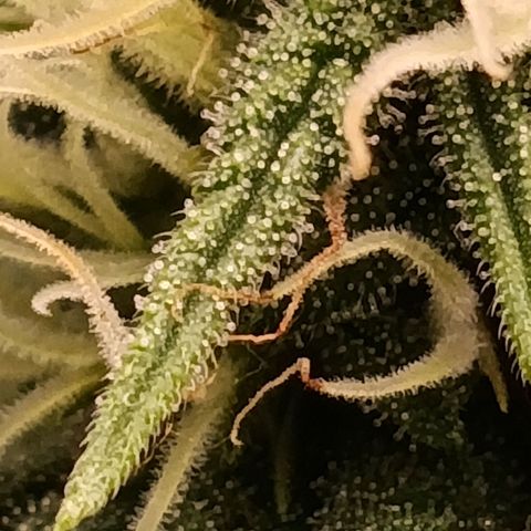 Anubis growlog timeline photo