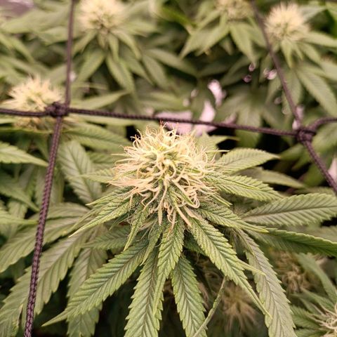 Anubis growlog timeline photo