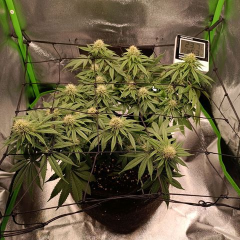 Anubis growlog timeline photo