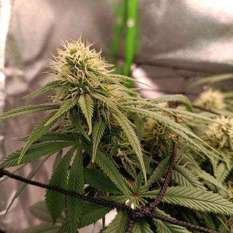Anubis growlog timeline photo