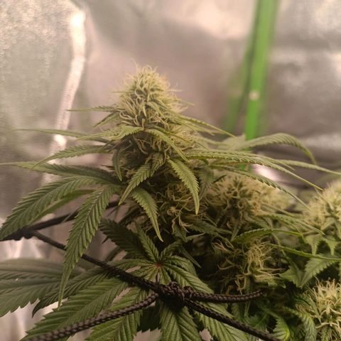Anubis growlog timeline photo