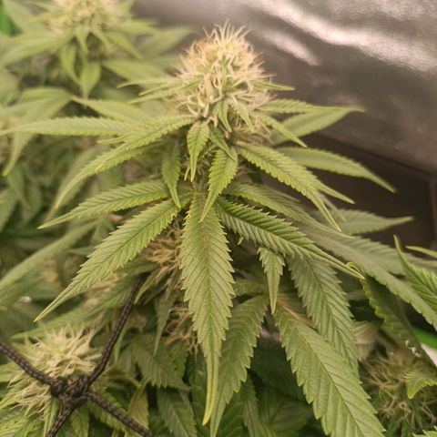 Anubis growlog timeline photo