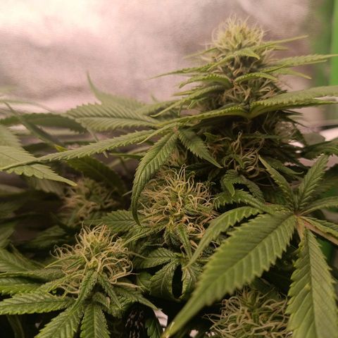 Anubis growlog timeline photo
