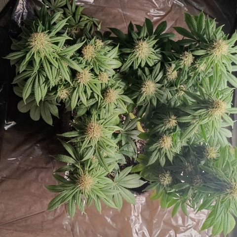 Anubis growlog timeline photo