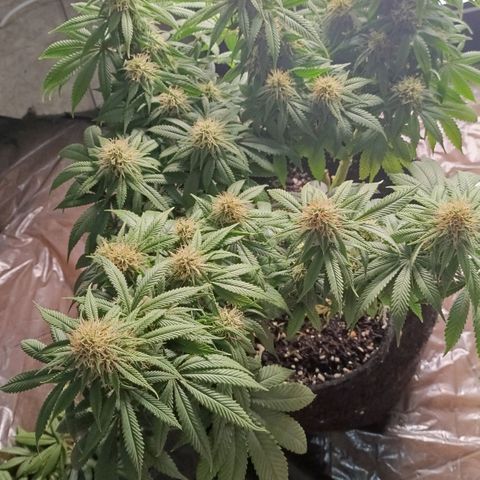 Anubis growlog timeline photo