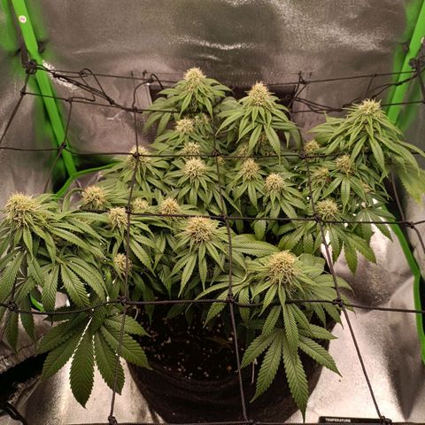 Anubis growlog timeline photo