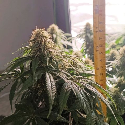 Anubis growlog timeline photo