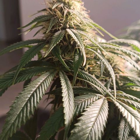 Anubis growlog timeline photo