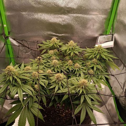 Anubis growlog timeline photo