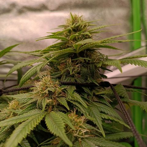 Anubis growlog timeline photo