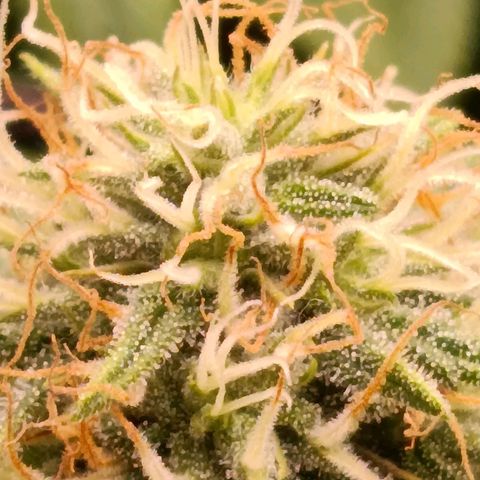 Anubis growlog timeline photo
