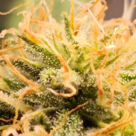 Anubis growlog timeline photo