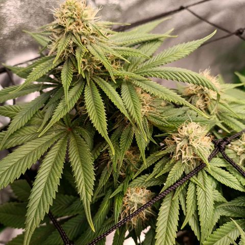Anubis growlog timeline photo