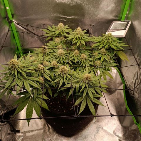 Anubis growlog timeline photo