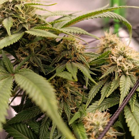 Anubis growlog timeline photo
