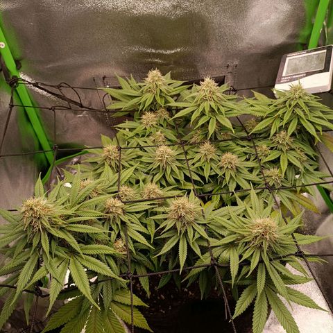 Anubis growlog timeline photo