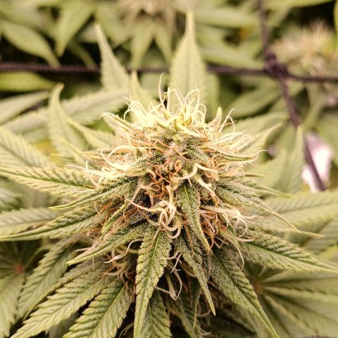 Anubis growlog timeline photo