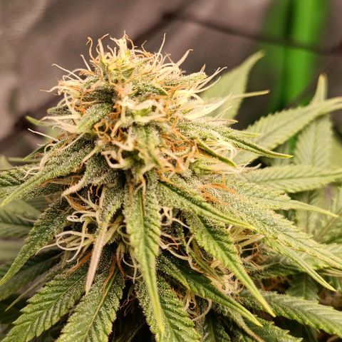 Anubis growlog timeline photo