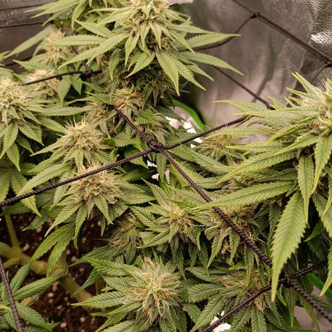 Anubis growlog timeline photo