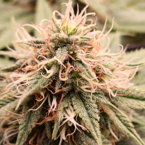 Anubis growlog timeline photo