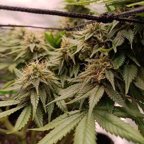 Anubis growlog timeline photo