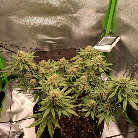 Anubis growlog timeline photo