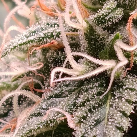 Anubis growlog timeline photo