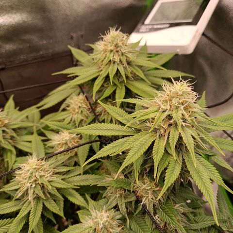 Anubis growlog timeline photo