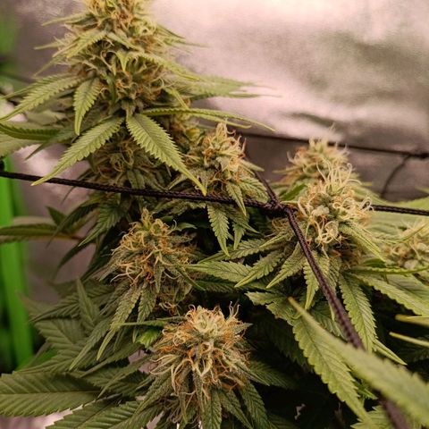 Anubis growlog timeline photo