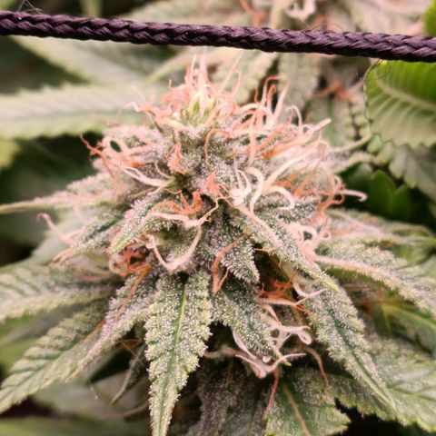 Anubis growlog photo: Buds menores bem resinados
Topos bem alinhados com o SCROG e LST