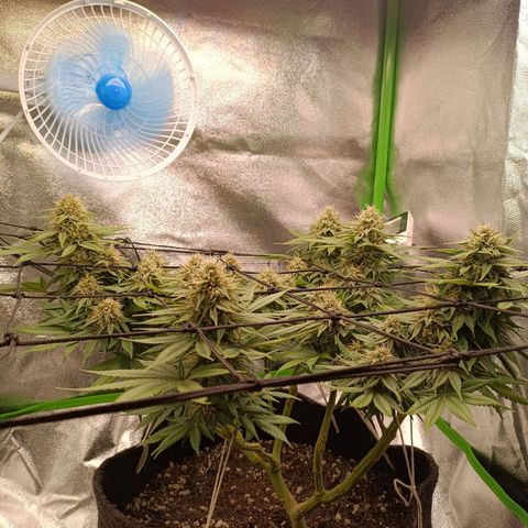 Anubis growlog photo: Buds menores bem resinados
Topos bem alinhados com o SCROG e LST