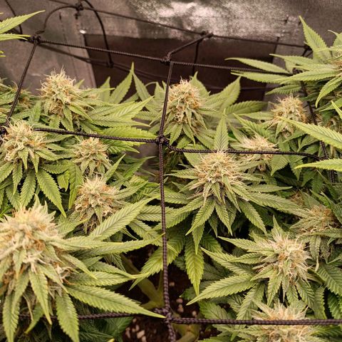 Anubis growlog photo: Buds menores bem resinados
Topos bem alinhados com o SCROG e LST