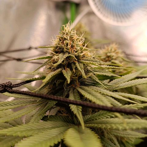 Anubis growlog photo: Buds menores bem resinados
Topos bem alinhados com o SCROG e LST