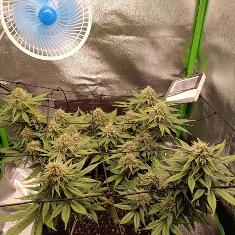Anubis growlog photo: Buds menores bem resinados
Topos bem alinhados com o SCROG e LST