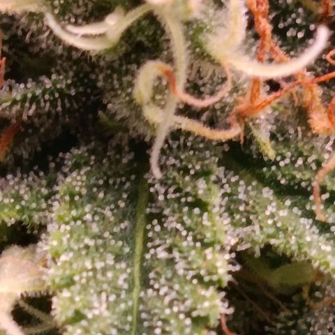 Anubis growlog timeline photo