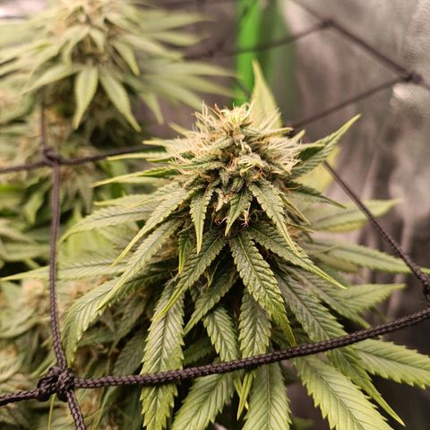 Anubis growlog timeline photo