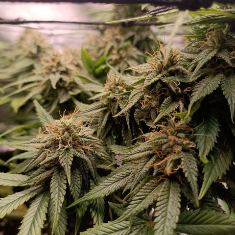 Anubis growlog timeline photo