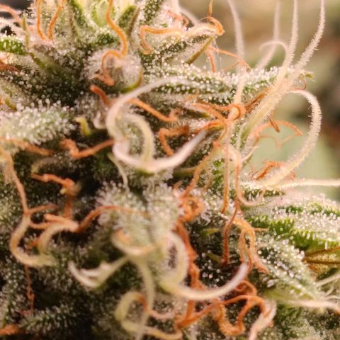 Anubis growlog timeline photo