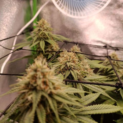 Anubis growlog timeline photo