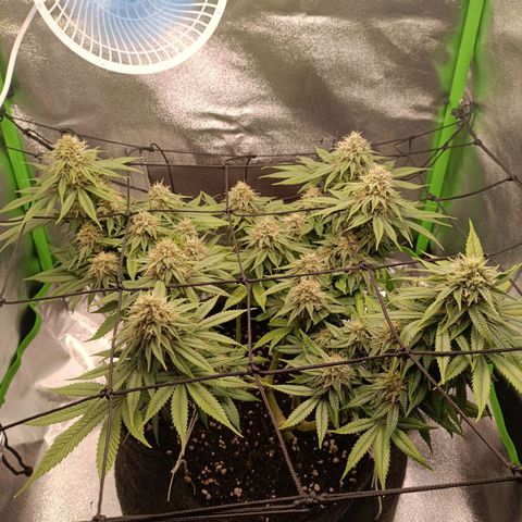 Anubis growlog timeline photo