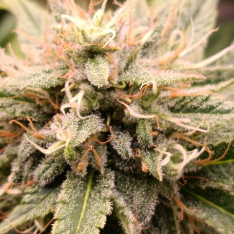 Anubis growlog timeline photo