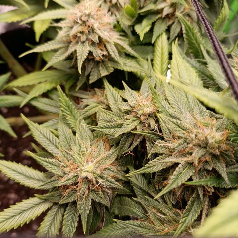 Anubis growlog timeline photo