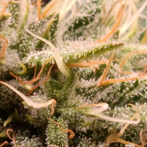 Anubis growlog timeline photo