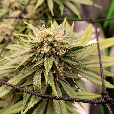 Anubis growlog timeline photo