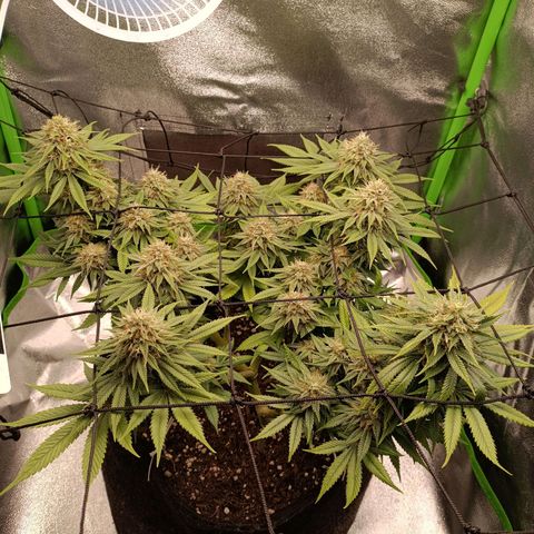 Anubis growlog timeline photo